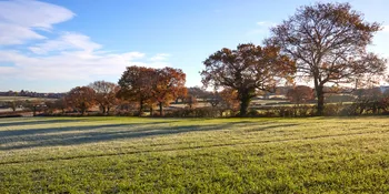 Winter hedgerow with trees.jpg
